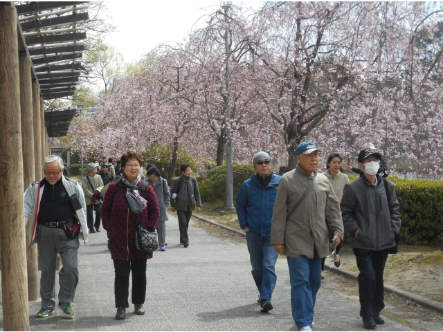 ピンク色の桜の花が、きれいに咲いていました。