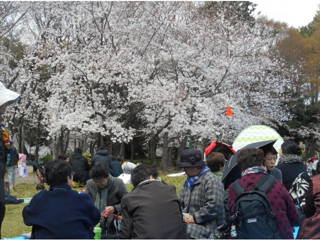 芝生公園の桜の花です。