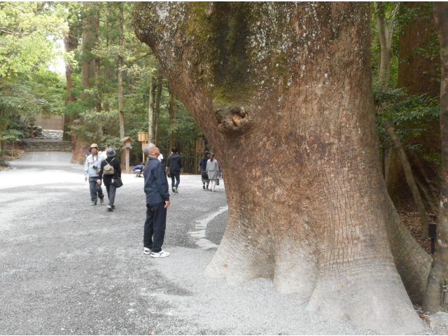 クスの木の大木を見上げています。