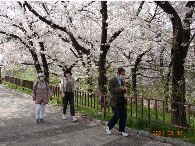 桜は満開でした。