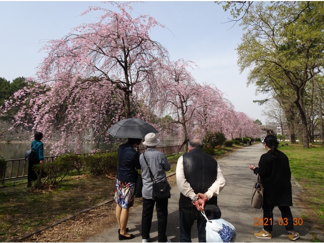 「藤の回廊」を過ぎた辺りの桜です。