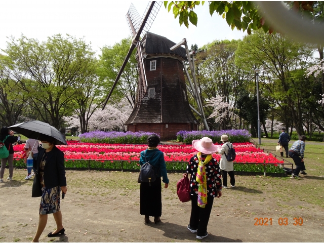風車とチューリップの花が、綺麗に見えます。