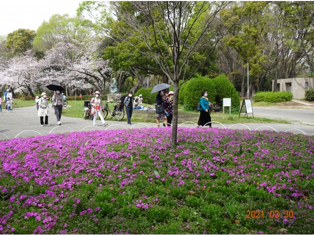 フラワープラザの近くにも、花が綺麗に咲いていました。