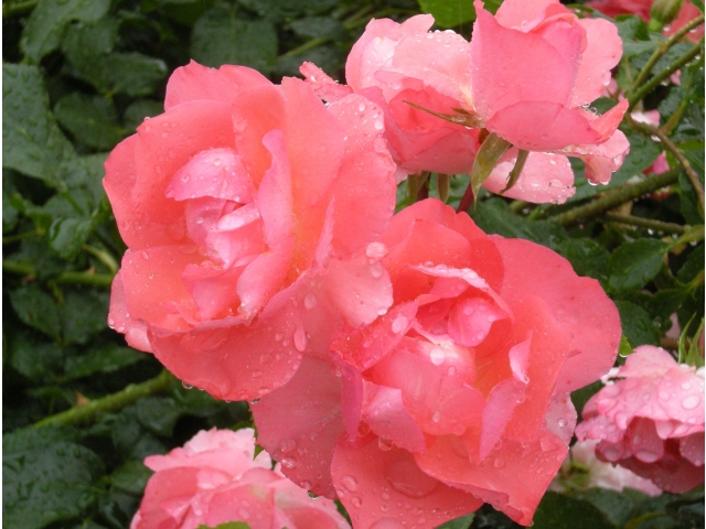 雨の雫をまとって輝く美しい盛りのバラ