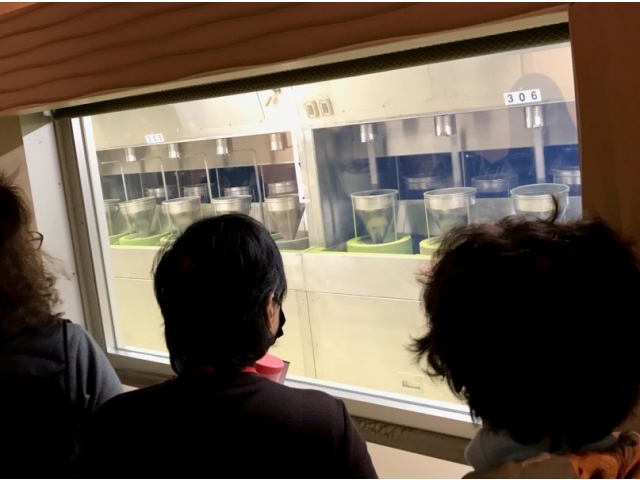 抹茶の製造工程見学