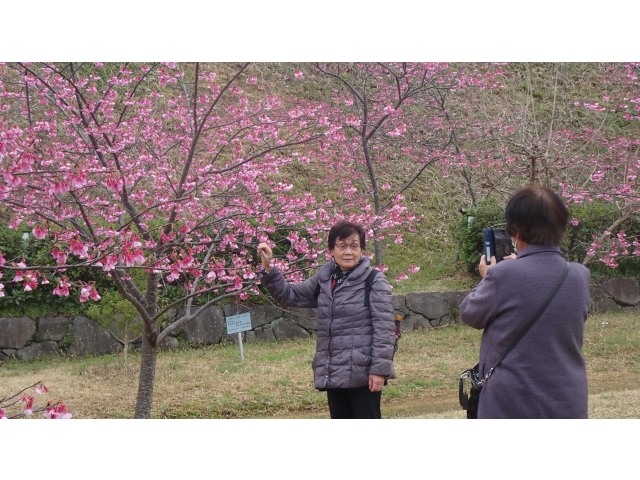 お城と桜をバックに写真撮影
